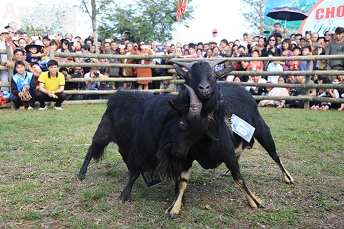 Độc đáo, hài hước lễ hội chọi Dê