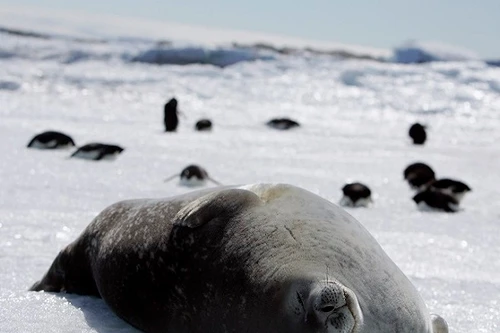 Trung Quốc “theo chân” Nga ngăn chặn “giấc mơ” bảo tồn biển Nam Cực