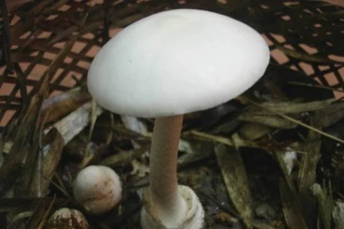 Cả gia đình thuê trực thăng đi bệnh viện cấp cứu vì ngộ độc nấm