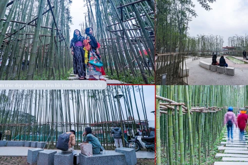 Ngắm vườn trúc độc đáo ngay giữa lòng Thủ đô