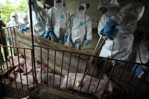 578 cơ sở giết mổ động vật chưa có phép, Chủ tịch Hà Nội chỉ đạo "nóng"