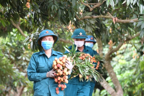 Video: Nông dân Bắc Giang phấn khởi khi được dân quân xã giúp thu hoạch vải thiều sớm