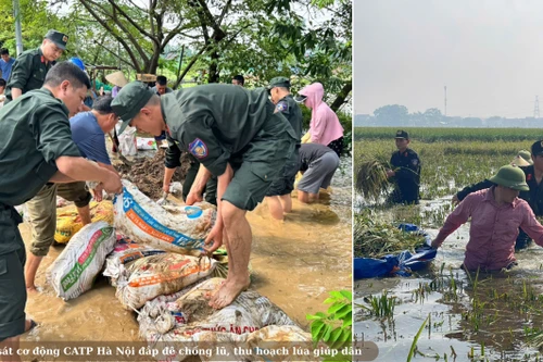 Cảnh sát cơ động CATP Hà Nội đắp đê chống lũ, thu hoạch lúa giúp dân tại 2 xã đang ngập nặng