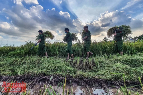 [Ảnh] Công an Thủ đô đội nắng, thâu đêm cứu lúa giúp nông dân trong khu phong tỏa