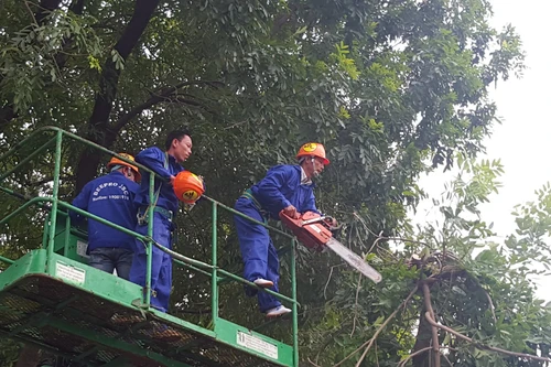 Hà Nội ủy quyền cấp phép chặt hạ, di chuyển cây xanh cho cấp huyện