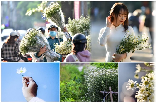 Xao xuyến hình ảnh thiếu nữ Hà Thành bên cúc họa mi gọi Đông về trên phố