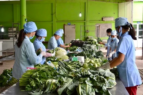 Hà Nội sẽ kiểm nghiệm trung bình 1.000 mẫu rau điển hình mỗi năm