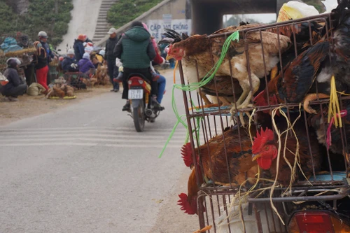 Hà Nội yêu cầu ngăn chặn, xử lý nghiêm việc vận chuyển trái phép gia cầm từ các tỉnh biên giới về