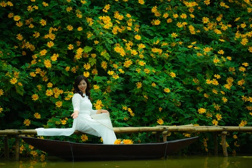 Cảnh đẹp như tranh của vườn hoa dã quỳ ngay giữa lòng Hà Nội 