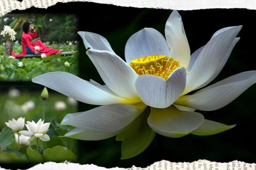 Ngắm vẻ đẹp thanh khiết của đầm sen trắng đang nở rộ ở ngoại thành Hà Nội