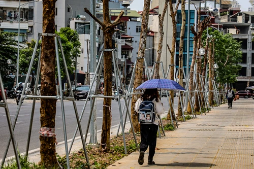 Quận Đống Đa nói gì về thông tin hàng loạt cây nghi chết khô trên đường Huỳnh Thúc Kháng kéo dài?