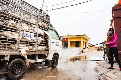 Hà Nội lập các đoàn kiểm tra cơ sở chăn nuôi, giết mổ động vật để phòng dịch bệnh