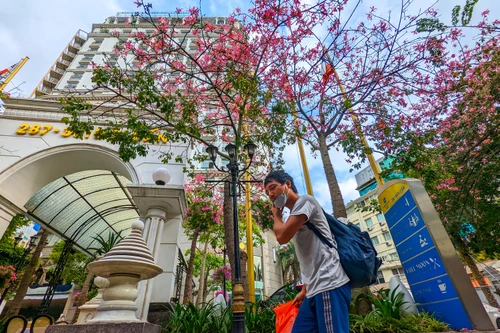 Ngắm phố phường Hà Nội đẹp lạ khi cây mỹ nhân độc đáo nở rộ