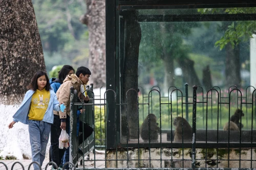 Phó Chủ tịch Hà Nội chỉ đạo việc đảm bảo chống rét cho động vật ở vườn thú Hà Nội