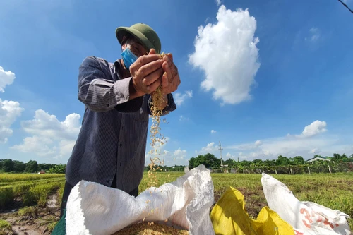 Hà Nội sắp đối thoại với nông dân về hỗ trợ sản xuất, chuyển đổi số