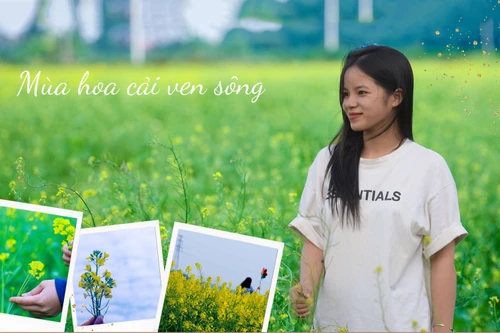 Ngắm cánh đồng hoa cải vàng tuyệt đẹp bên sông ngoại thành Hà Nội