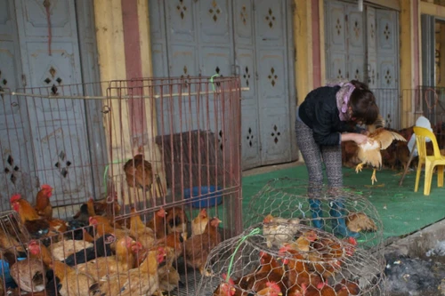 Hà Nội xử lý nghiêm các đơn vị chậm báo cáo làm lây lan dịch bệnh gia súc, gia cầm