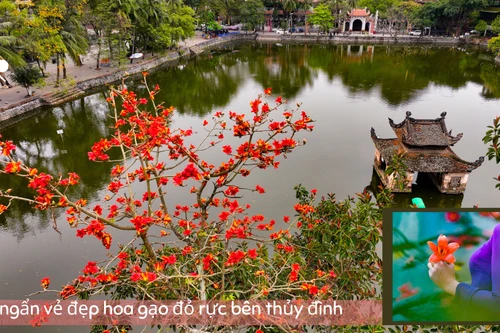 Ngắm hoa gạo đỏ rực soi bóng thủy đình cổ kính ở Hà Nội