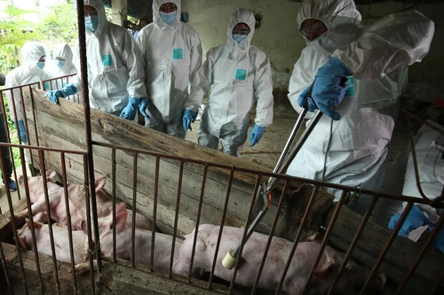 Chủ tịch Hà Nội chỉ đạo "nóng" ngăn dịch tả lợn châu Phi lan rộng