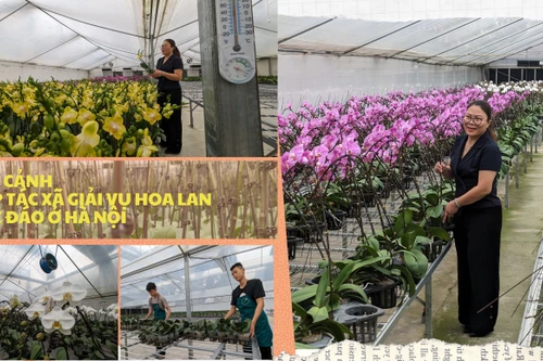 Cận cảnh nơi trồng hoa lan bằng công nghệ cao độc đáo ở Hà Nội