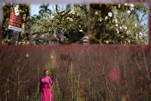 Ngắm đào Nhật Tân đẹp như tranh, đào thất thốn hơn 200 triệu bán ở vỉa hè Hà Nội