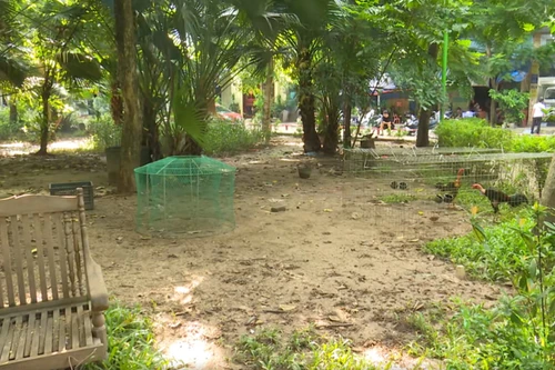 Chủ tịch Hà Nội chỉ đạo làm rõ phản ánh vườn hoa Trần Quang Diệu xuống cấp nghiêm trọng