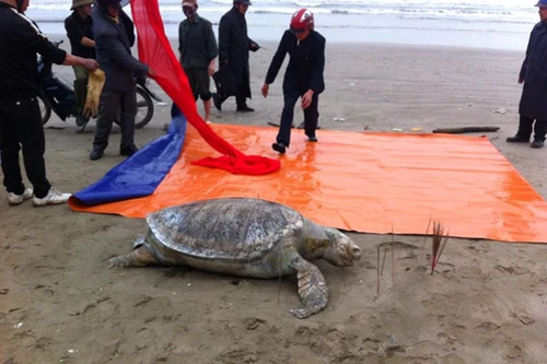 Phát hiện xác đồi mồi nặng 100kg người dân tổ chức mai táng