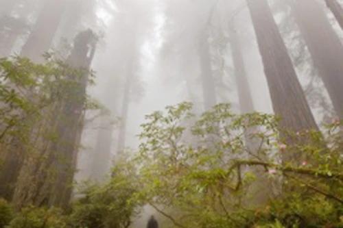 Cây cối có thể “nổi giận” vì trái đất nóng lên