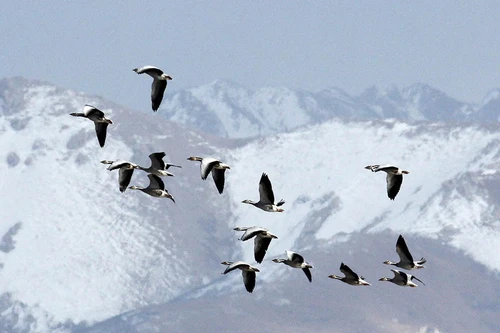 Loài chim duy nhất có thể chinh phục được dãy núi Himalaya