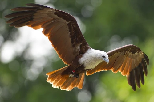 Loài ác điểu săn cá cừ khôi, trông đẹp như tranh vẽ