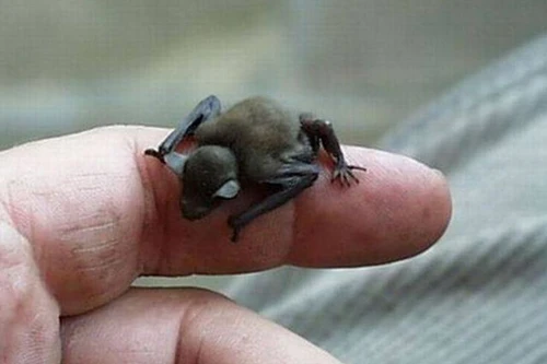 Điểm danh những loài động vật nhỏ nhất thế giới ít ai biết