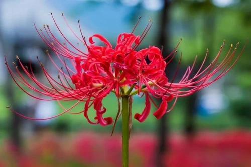 Những loài cây hoa cực đẹp, ẩn giấu độc tố chết người