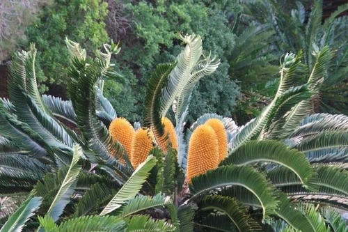 “Vua của loài tuế” là "hóa thạch sống" cô đơn của hành tinh