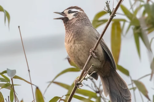 Khám phá về loài chim có tên ‘bò’ quý hiếm ở Việt Nam