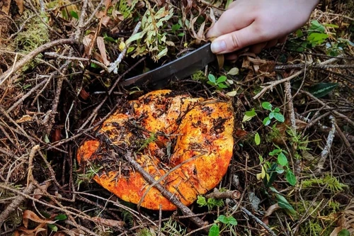 Loại mốc đặc biệt có khả năng biến các cây nấm thành "thịt tôm hùm", triệu người mê mẩn