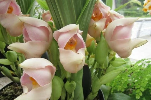 Độc đáo loài hoa lan hình chiếc "nôi em bé"