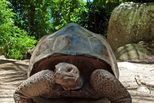 Khám phá bí ẩn về loài rùa cạn lớn nhất Thế giới