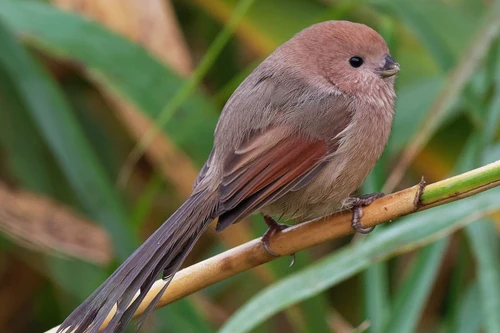 Những điều chưa biết về loài chim khướu mỏ dẹt ở Việt Nam