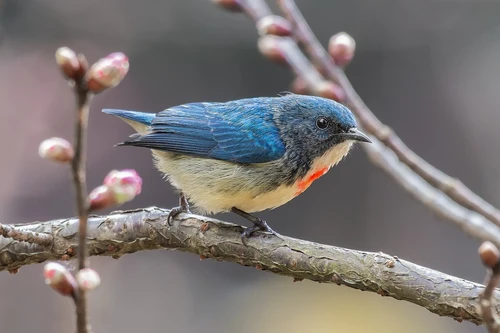 Khám phá vẻ đẹp và sinh cảnh về các loài chim sâu ở Việt Nam