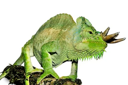 Kỳ lạ loài tắc kè có thể mọc bao nhiêu sừng tùy thích