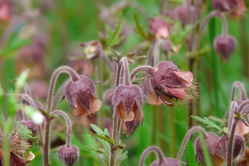 Những điều thú vị về các loài cây thuộc họ Hoa hồng