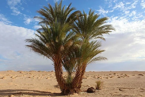 Những loài thực vật phi thường sống ở sa mạc Sahara