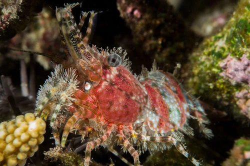 Khám phá thế giới muôn màu của các loài tôm biển