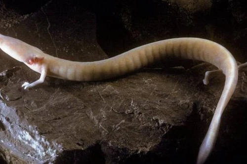 Bí ẩn về loài "rồng non" có thể sống tới 100 tuổi