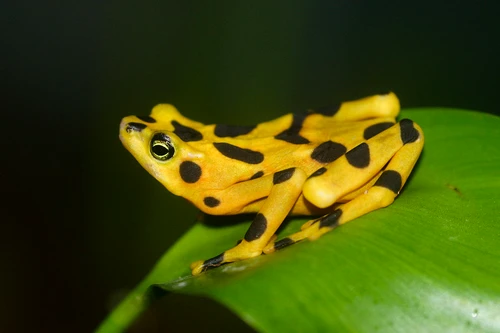 Khám phá những loài ếch trên thế giới 