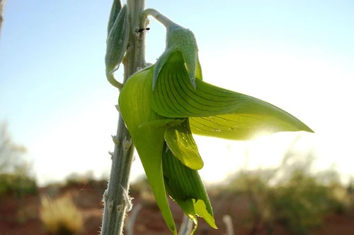 Loài hoa có hình dạng giống chim đang bay được dùng làm dược liệu 