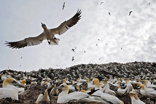 Loài chim hậu đậu khi ở trên cạn lại là bậc thầy săn mồi dưới nước