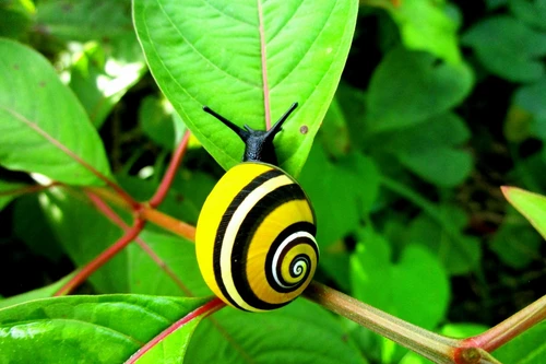 Khám phá các loài ốc sên nổi tiếng nhất trên thế giới
