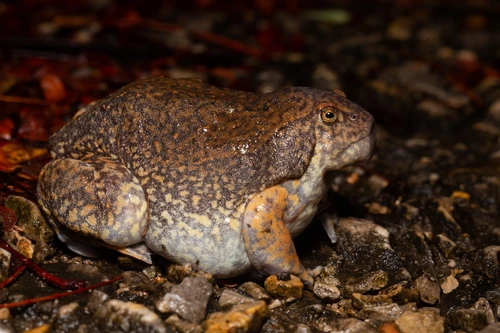 Loài ếch kỳ lạ ở Việt Nam trông như sinh vật ngoài hành tinh 