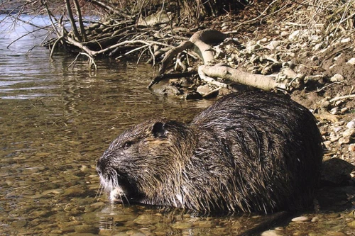 Loài chuột có mùi hương thơm và khả năng bơi lặn rất giỏi